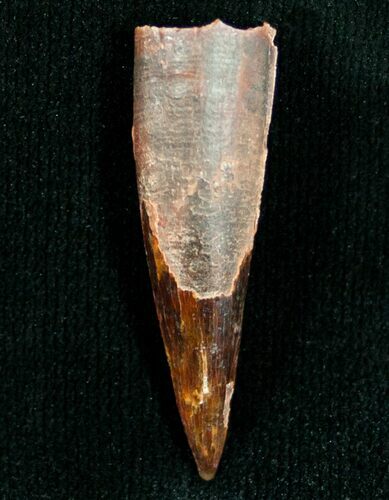Pterosaur Tooth - Tegana Formation #7182